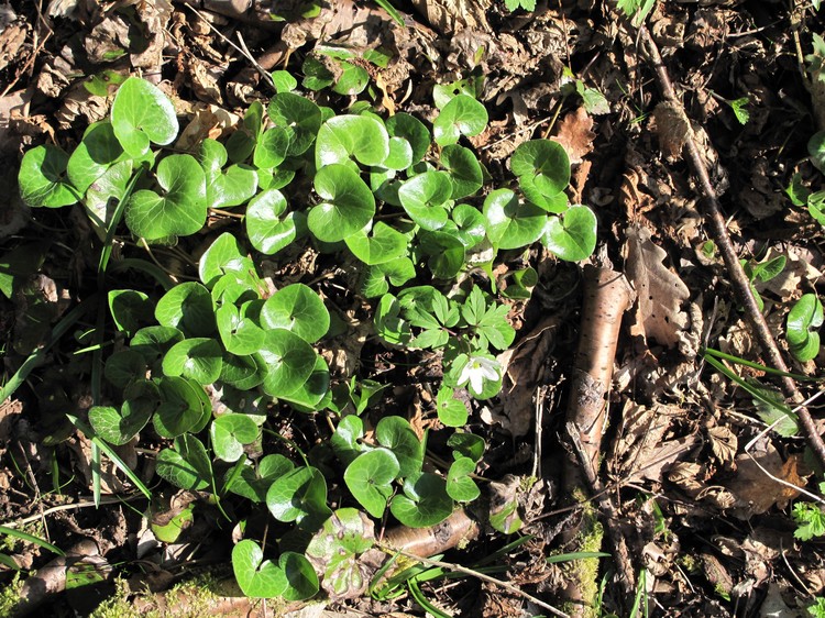 Asarum europaeum